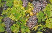 rva vinn Onyx - Vitis vinifera Onyx