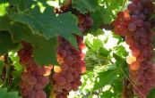 rva vinn Ametyst - Vitis vinifera Ametyst