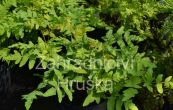 podeze krlovsk - Osmunda regalis