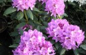 Pnink Roseum Elegans - Rhododendron Roseum Elegans