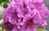 Pěnišník Azurro - Rhododendron Azurro