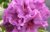 Pnink Azurro - Rhododendron Azurro
