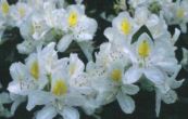 Pnink Mme Masone - Rhododendron Mme Masone