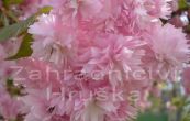 sakura ozdobn Kiku-Shidare-Zakura - Prunus serrulata Kiku-Shidare-Zakura