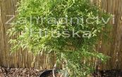 zeravinec japonsk - Thujopsis dolabrata