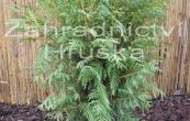 zerav zpadn Little Champion - Thuja occidentalis Little Champion