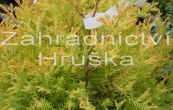 zerav zpadn Rheingold - Thuja occidentalis Rheingold