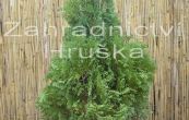 zerav zpadn Miky - Thuja occidentalis Miky