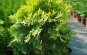 zerav zpadn Golden Globe - Thuja occidentalis Golden Globe