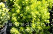 smrk siv Rainbow's End - Picea glauca Rainbow's End