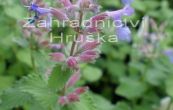 anta zken Six hills giant - Nepeta  faassenii Six hills giant