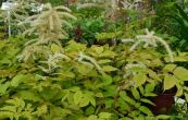 udatna dvoudom - Aruncus dioicus