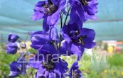 straka Black Knight - Delphinium pacific Black Knight