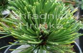 borovice blokor Schmidtii - Pinus leucodermis Schmidtii
