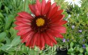 kokarda Burgunder - Gaillardia aristata Burgunder