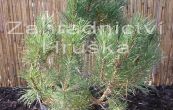 borovice kle Hesse - Pinus mugo Hesse