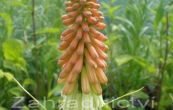 mnohokvt hroznat Grandiflora - Kniphofia uvaria Grandiflora
