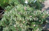 borovice kleč Humpy - Pinus mugo Humpy