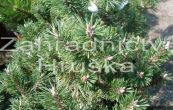 borovice kle Humpy - Pinus mugo Humpy