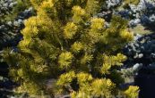 borovice kleč Karstens - Pinus mugo Karstens