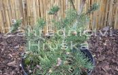 borovice kleč Kudrnáč - Pinus mugo Kudrnáč