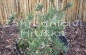 borovice kle Kudrn - Pinus mugo Kudrn