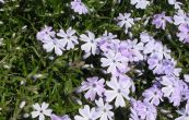 plamenka dlovit Emerald Cushion Blue - Phlox subulata Emerald Cushion Blue