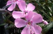 plamenka dlovit Ronsdorfer Schone - Phlox subulata Ronsdorfer Schone