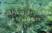 borovice kle Kudrn - Pinus mugo Kudrn