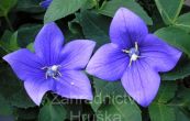 boubelka velkokvt Astra Blue - Platycodon grandiflorus Astra Blue