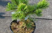 borovice kleč Laarhaede - Pinus mugo Laarhaede