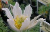 koniklec nmeck White - Pulsatilla vulgaris White