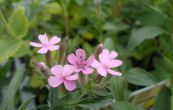 mydlice bazalkovit - Saponaria ocymoides