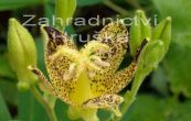 liliovka srstnat - Tricyrtis hirta