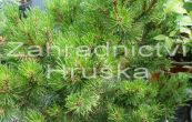 borovice kleč Ophir - Pinus mugo Ophir
