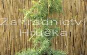 cedr himlajsk Golden Horizon - Cedrus deodara Golden Horizon