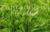 cipiovec Leylandv Gold Rider - Cupressus  leylandii Gold Rider