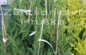 cipiovec Leylandv - Cupressus  leylandii
