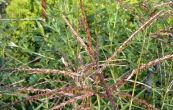 ozdobnice nsk Ferner Osten - Miscanthus sinensis Ferner Osten