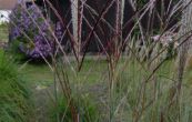 ozdobnice nsk Kleine Silberspinne - Miscanthus sinensis Kleine Silberspinne