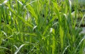 ozdobnice velk - Miscanthus floridulus