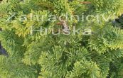 cypiek tupolist Nana Gracilis - Chamaecyparis obtusa Nana Gracilis