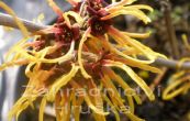 viln prostedn - Hamamelis  intermedia