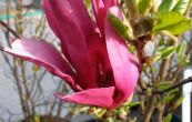 cholan liliokvt Susan - Magnolia liliiflora Susan