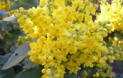 mahonie prostedn Winter Sun - Mahonia  media Winter Sun