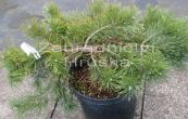 borovice lesn Hilside Craper - Pinus sylvestris Hilside Craper