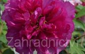 pivoka keovit - Paeonia suffruticosa