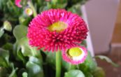 sedmikrska obecn - Bellis perennis