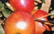 jablo domc James Grieve Red - Malus domestica James Grieve Red