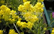 taice skaln Summit Golden Yellow - Aurinia saxatilis Summit Golden Yellow